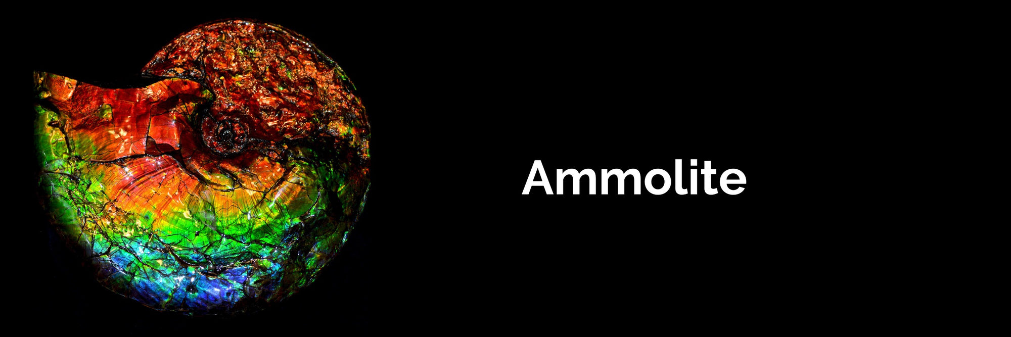 Monarch Ammolite